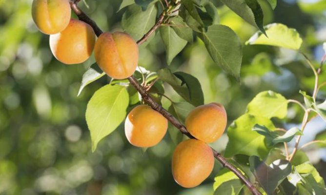 Árbol frutal Albaricoque