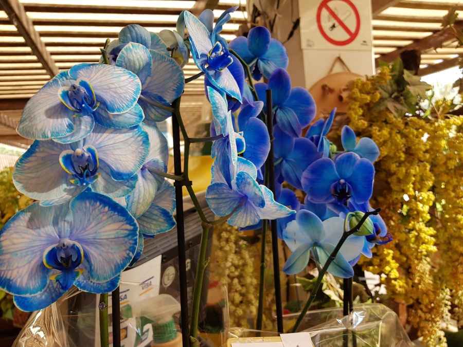 Flor Cielo Azul