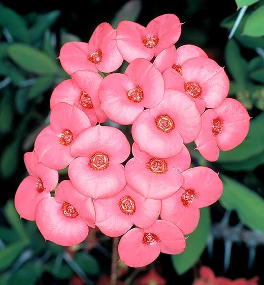 Flor Euphorbia