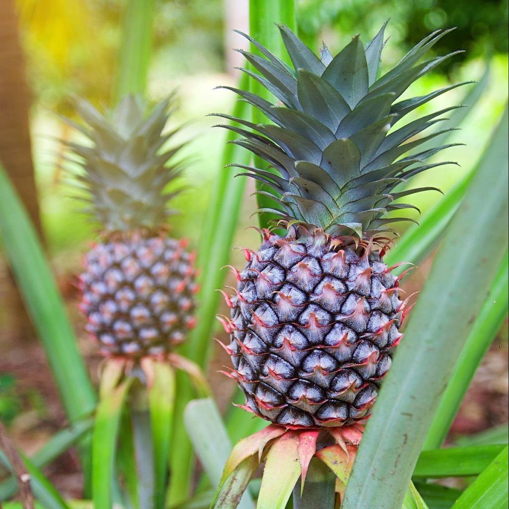 Abosol S.L - Arboles Frutales Subtropicales