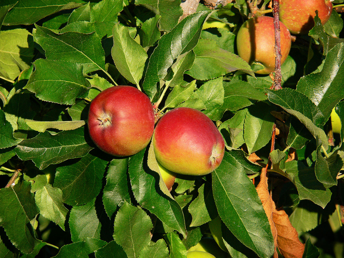 Árbol manzana royal gala