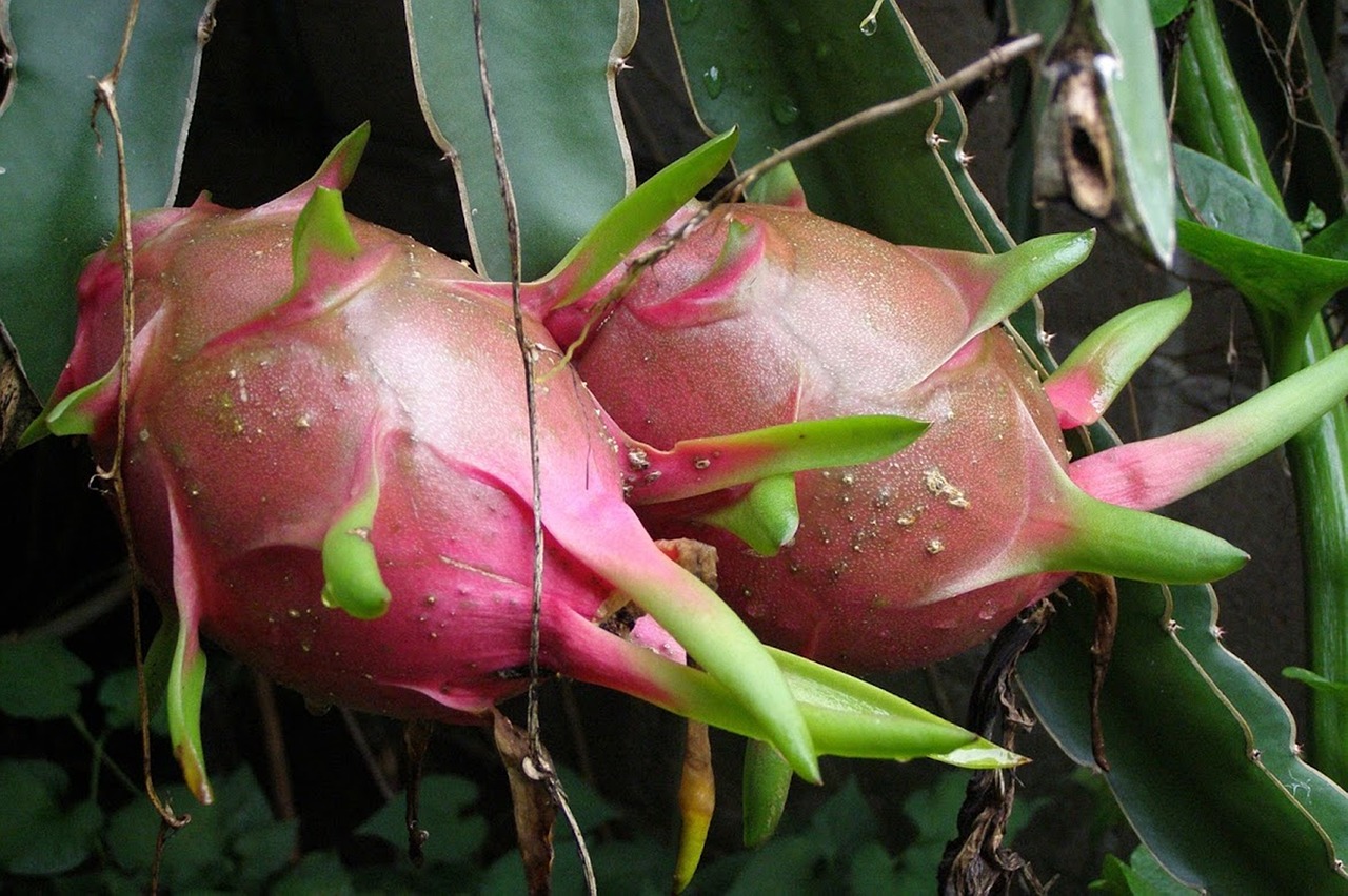 Planta frutal Pitaya